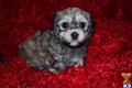 havanese puppy posted by Tiny Tots Texas